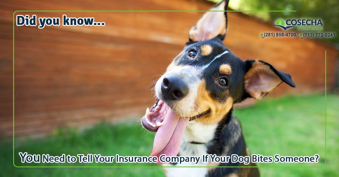 21 You Need to Tell Your Insurance Company If Your Dog Bites Someone